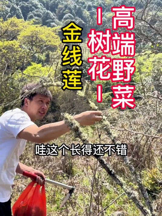 云南的高端野菜局必不可少的野菜是什么？