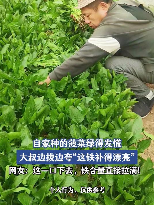 自家种的菠菜绿得发慌，大叔边拔边夸“这铁补得漂亮”，网友：这一口下去，铁含量直接拉满！#马