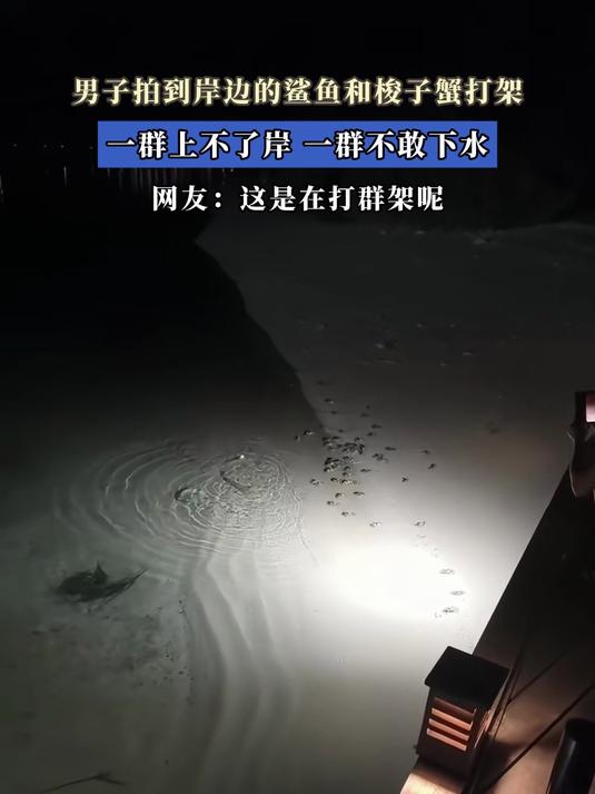 男子拍到岸边的鲨鱼和梭子蟹打架，一群上不了岸，一群不敢下水