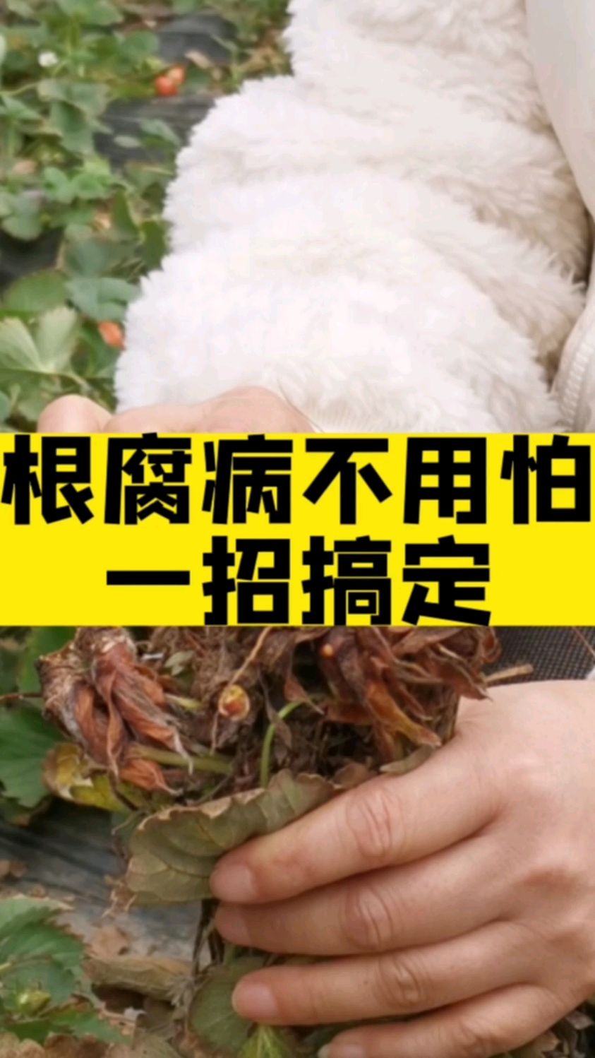作物得了根腐病,枯萎病,立枯病,该怎么防治?可以试试这个配方!