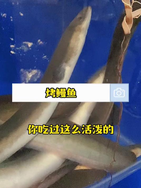 下瓦房的活鳗鱼烤肉,来这都是会吃的