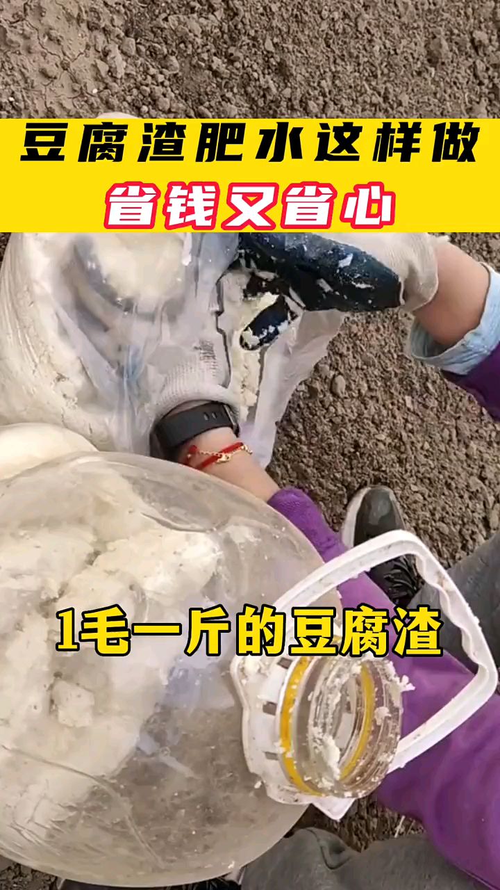 豆腐渣肥水,这样做