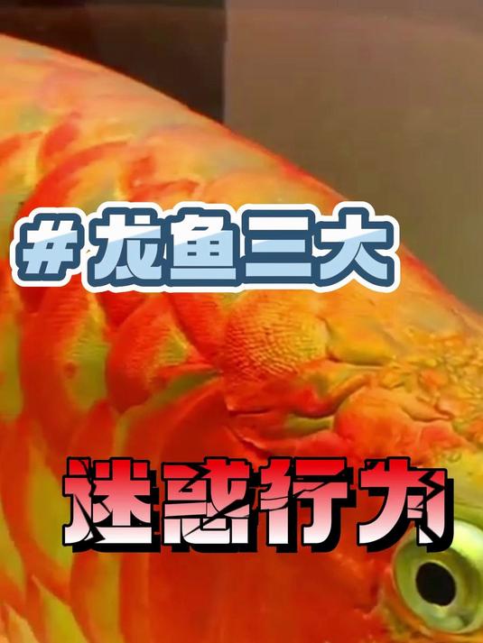 龙鱼三大迷惑行为