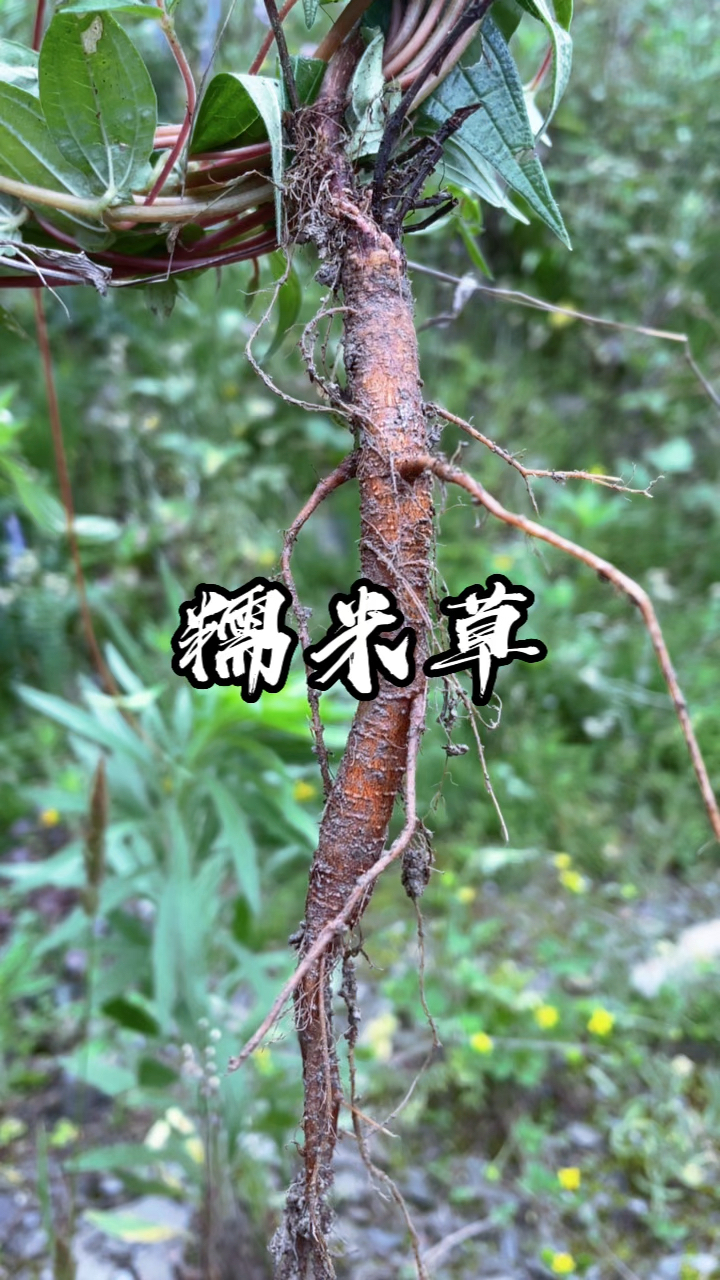 曾是喂猪的野草,如今叫“糯米草”,殊不知根的价值更珍贵
