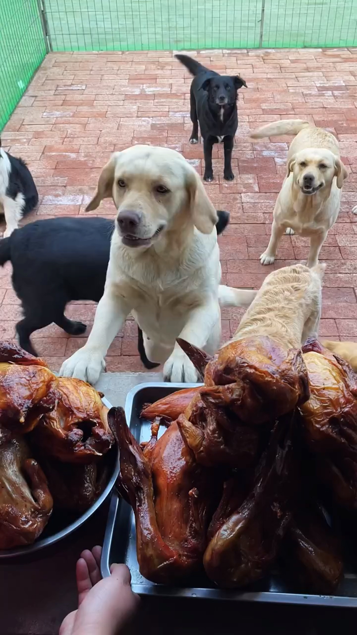 今天我们吃烤鸡和烤鸭