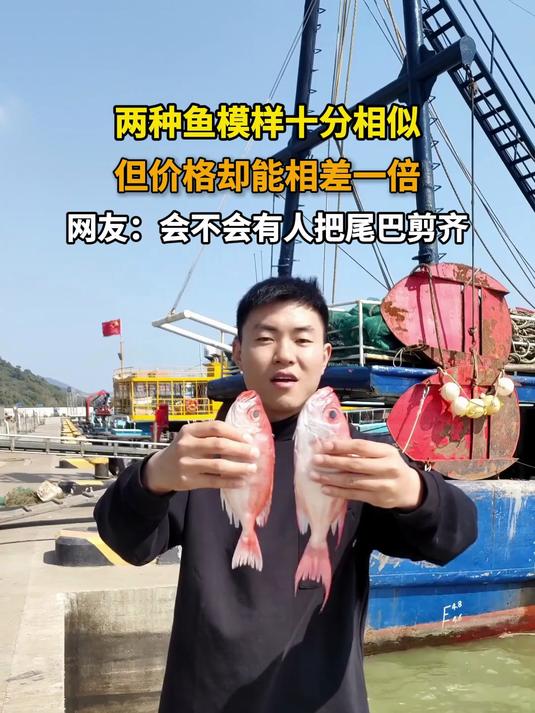 两种鱼模样十分相似,但价格却能相差一倍