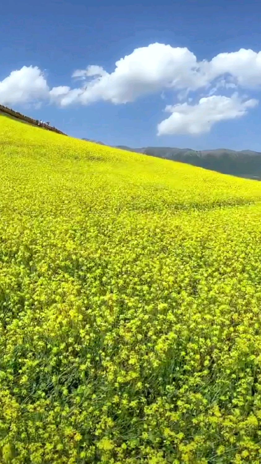 青海门源百里油菜花花海,每年7月是10日—8月10日是油菜花最佳观赏期