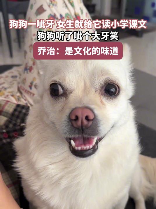 狗狗一呲牙,女生就给它读小学课文,狗狗听了呲个大牙笑
