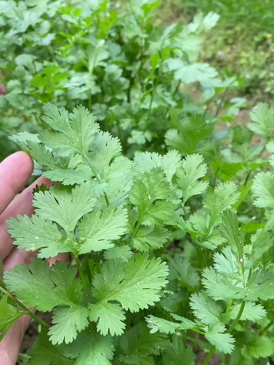 香菜学名芫荽,别把它当调味菜了,你知道它的价值吗