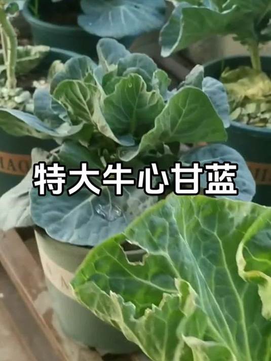 牛心甘蓝超好种!耐寒能生吃,做包菜超下饭!快种