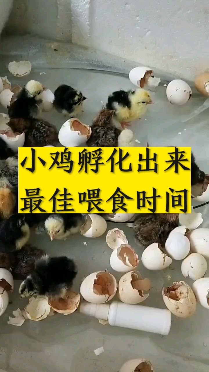 小鸡孵化出来最佳喂食时间