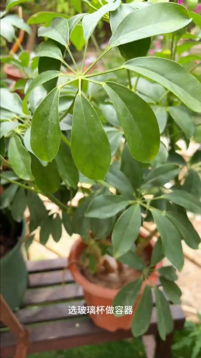 鸭脚木也可以水培