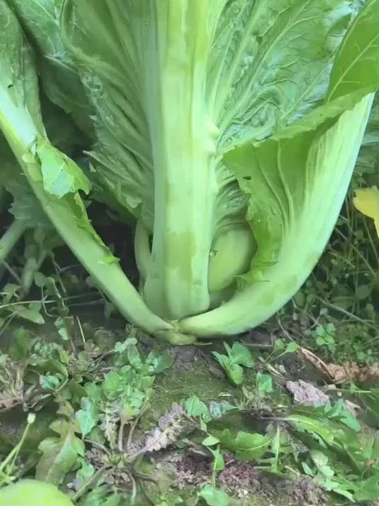 大叶芥菜 割了还可以长 淹酸菜