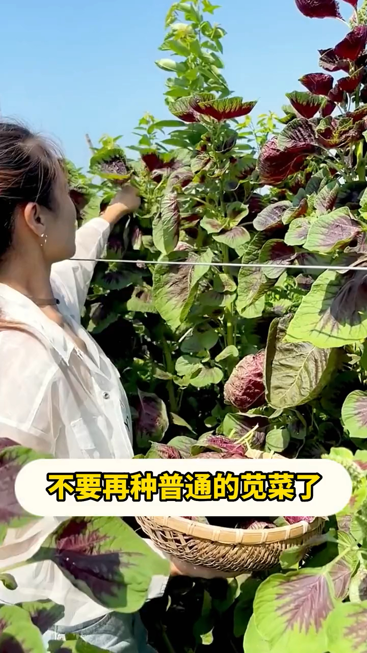 大圆叶红苋菜好吃营养,直接撒播,种植简单的女人菜