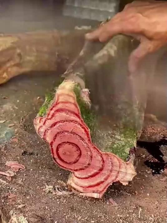 挖深山鸡血藤晒片！广西长寿地出品，无硫更安心