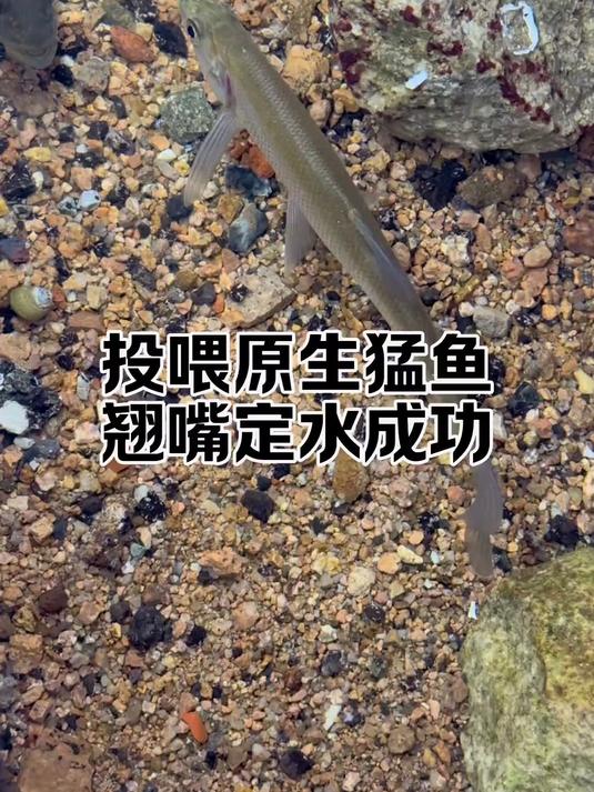 原生猛鱼状态炸裂!身价50圆子的翘嘴定水成功!