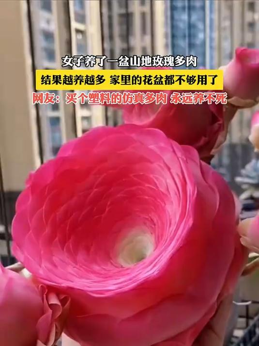 女子养了一盆山地玫瑰多肉,结果越养越多,家里的花盆都不够用了
