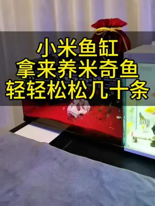 小米鱼缸:养小型鱼技巧 细沙薄铺 米奇鱼混养黑尾大勾