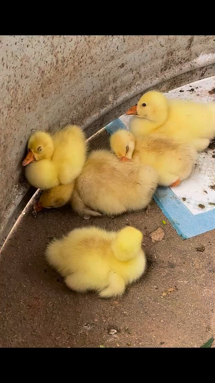好可爱的小黄鸭啊