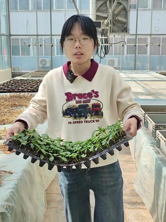 阳台上都可以种哪些蔬菜 阳台种菜 蔬菜种植