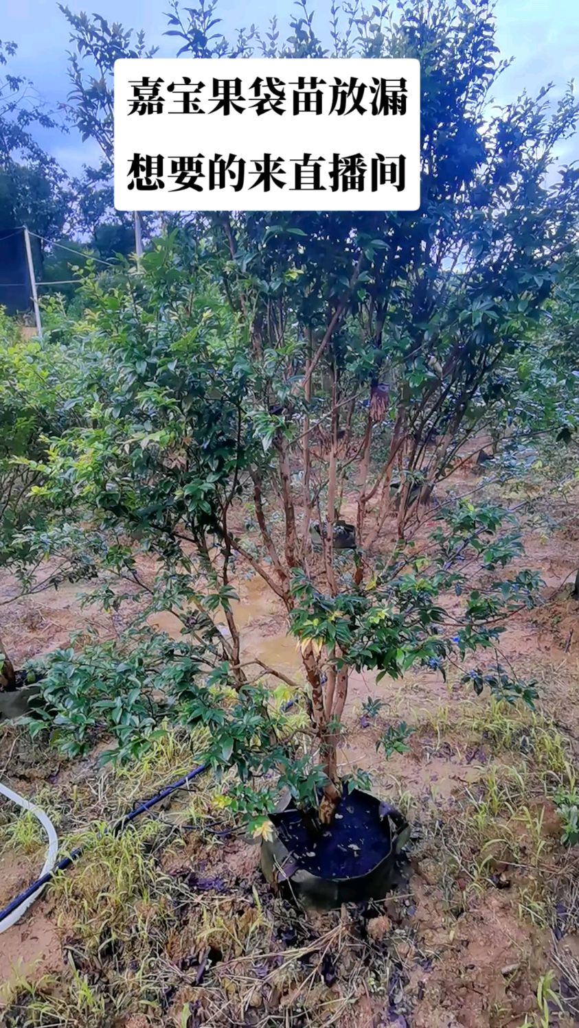 嘉宝果树葡萄树苗直播基地