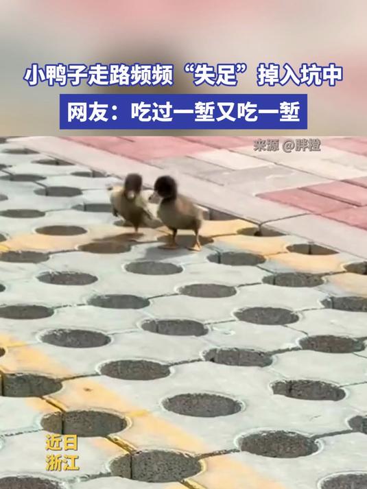 小鸭子走路频频“失足”掉入坑中。网友：吃过一堑又吃一堑#金榜同行时#