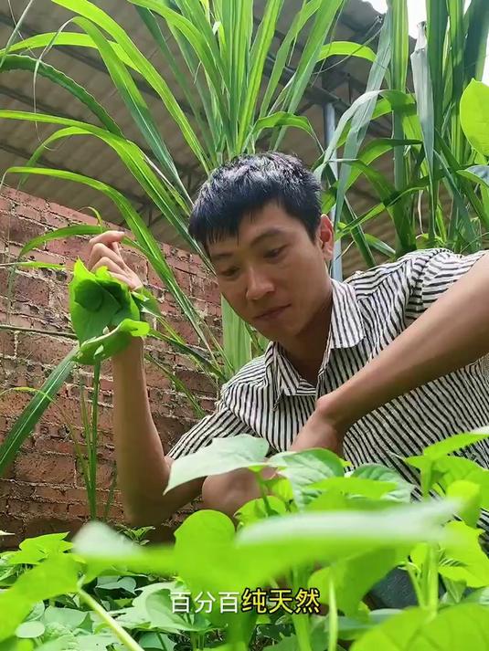 惊!农村蔬菜种植竟成了年轻人的新风口!