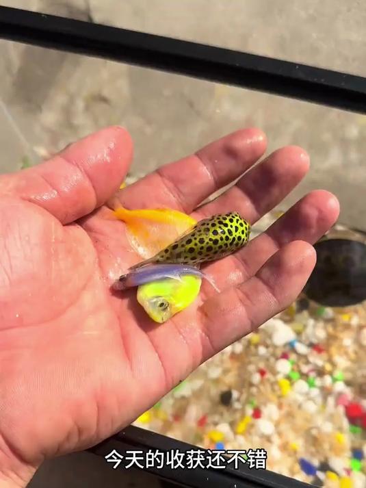 逮到一个斑斑点点的鱼,没想到这家伙还会咬鱼