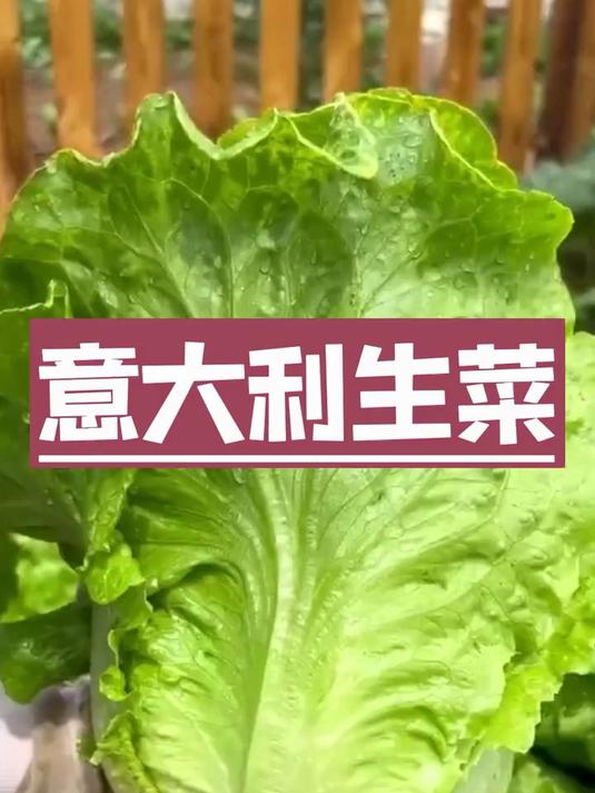 新手闭眼种都能活,意大利生菜种子抗倒伏,现采叶片能掐出水珠来