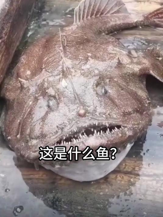 分享15种长相奇特的鱼，一定要看到最后哦