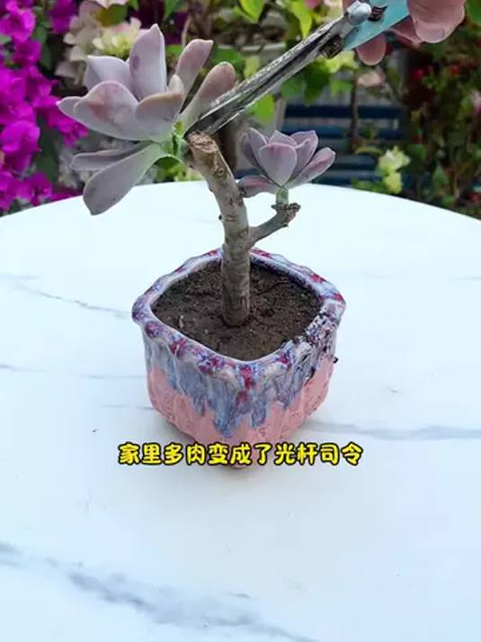 用优芽素,多肉轻松多头爆,效果超棒!