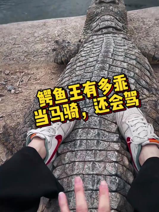 鳄鱼王有多乖,还能当马骑