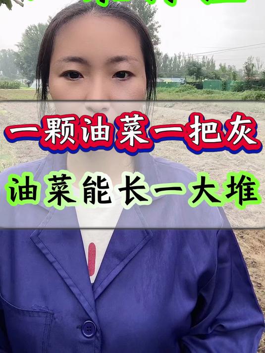 一颗油菜一把灰 油菜能结一大堆