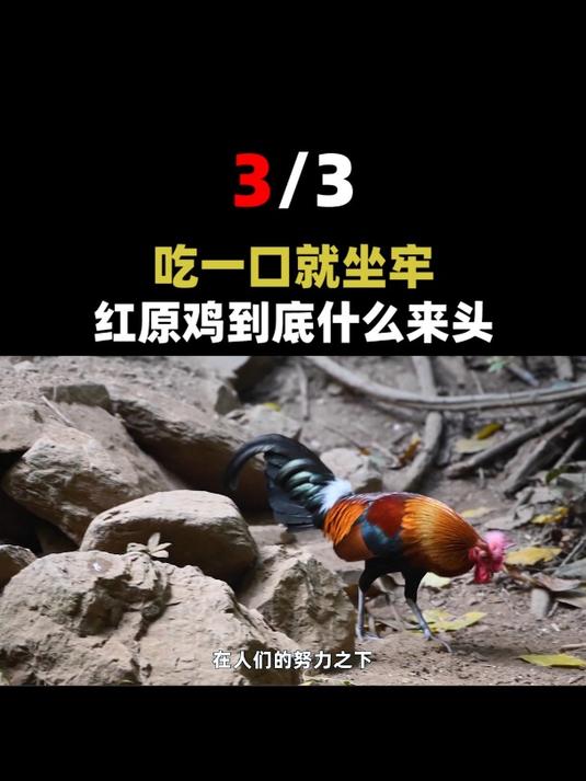 世界上最“嚣张”的鸡!吃一口就要坐牢,现在是国家二级保护动物