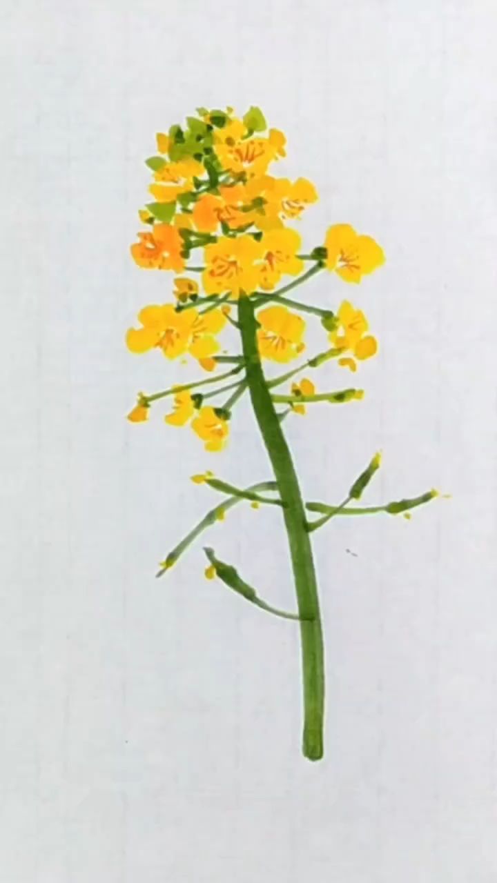 画油菜花的季节到了