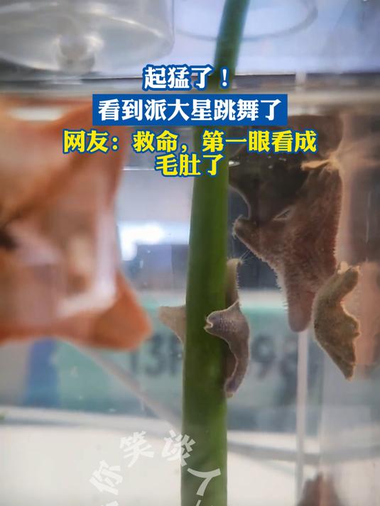 起猛了!看到派大星跳舞了,网友:救命,第一眼看成毛肚了