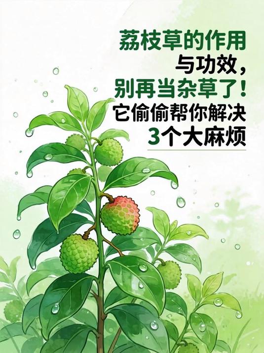 荔枝草的作用与功效，别再当杂草了！它偷偷帮你解决3个大麻烦