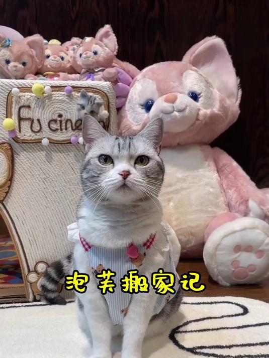 泡芙第四次搬家！希望这个新家能让它安稳下来，快点适应呀