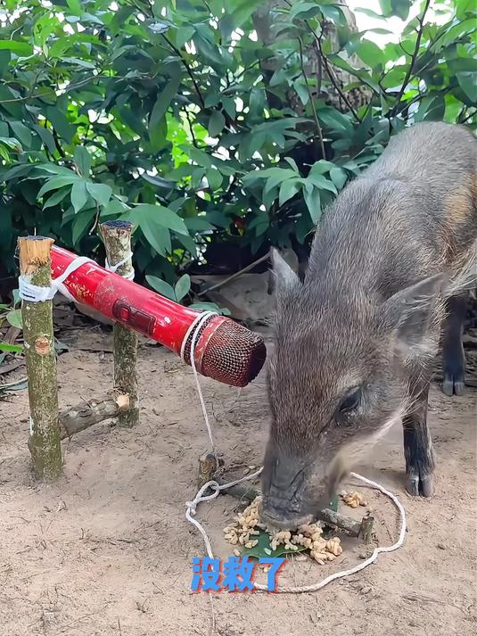 正宗烟熏腊肉,农家自制,过年必备美食