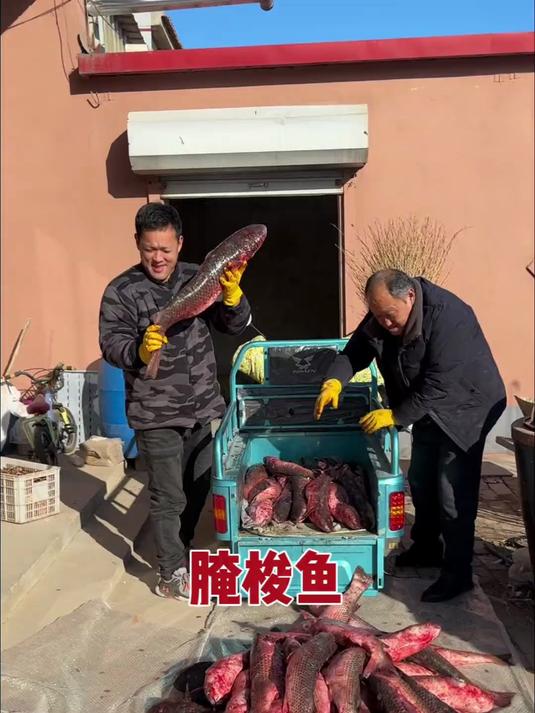 哎呀这个梭鱼是真带劲啊，光鱼肠子弄了两盆