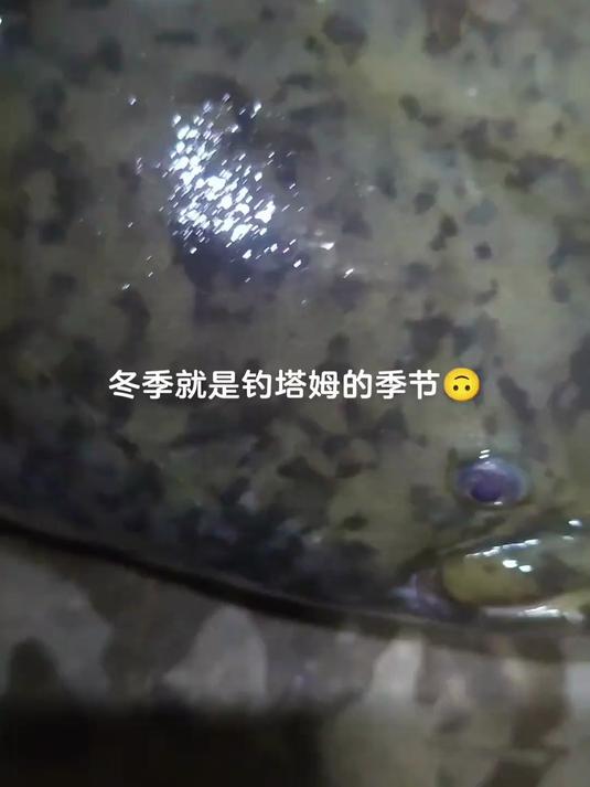 臭鱼钓鲶鱼a