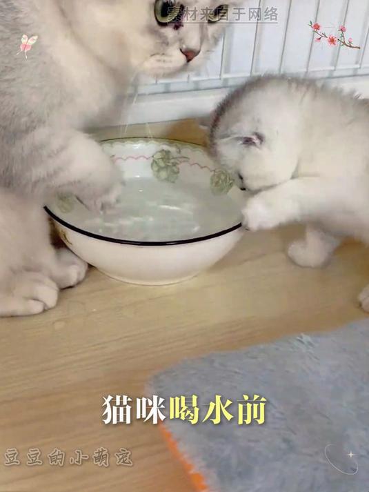 猫咪喝水前,为什么喜欢用爪子巴拉水