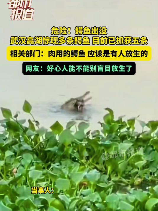 危险!鳄鱼出没,武汉高湖惊现多条鳄鱼,目前已抓获五条