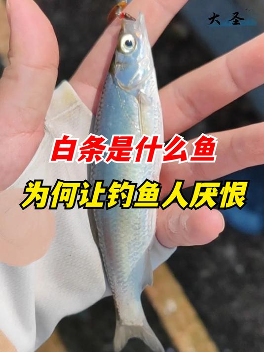 白条到底是什么鱼?为何让钓鱼人恨之入骨,最大能长多大?(2)