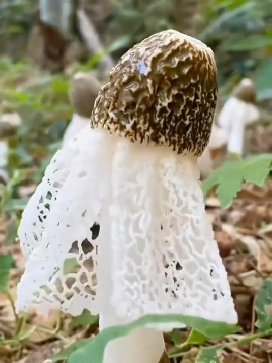 竹荪 食用菌 优质农产品 煲汤 竹荪鸡汤