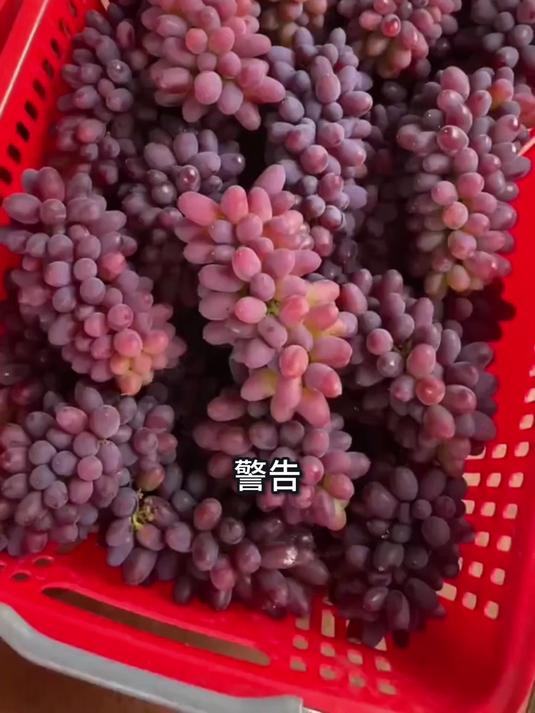 茉莉清香的葡萄,果肉紧实,吃它就像品天然果汁!
