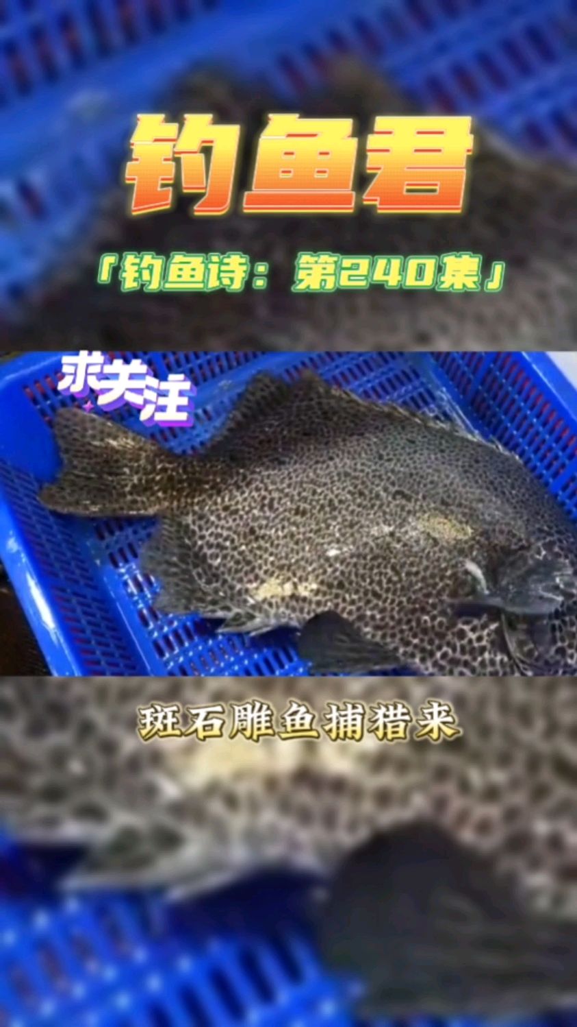 钓鱼君之钓鱼口诀:第240集(钓斑石雕鱼)鱼类百科,钓过此鱼吗