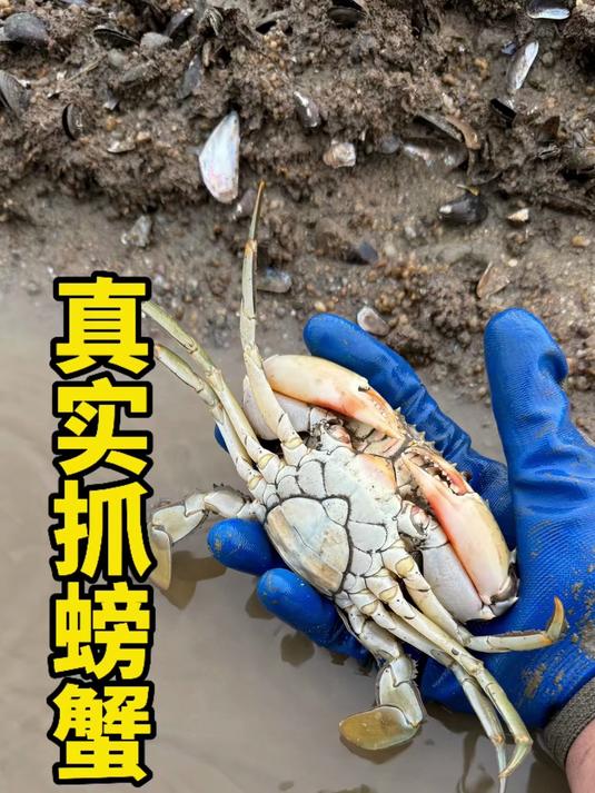 真实赶海有多爽？一抓就是满筐螃蟹