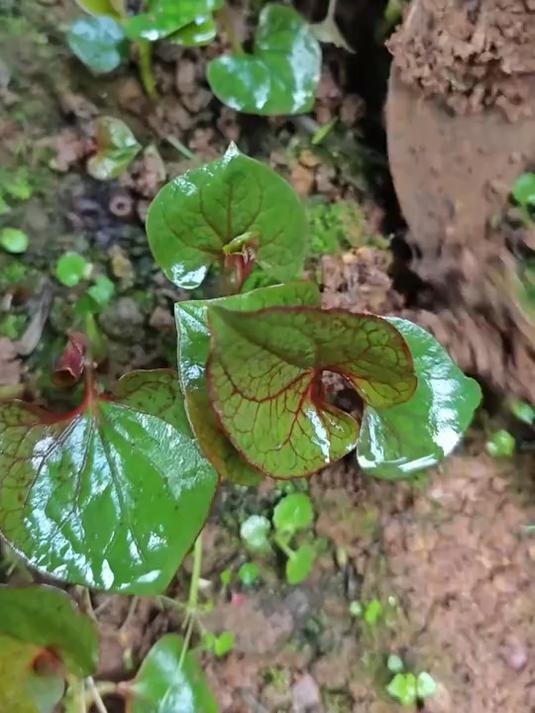 折耳根最好吃的季节，最喜欢吃这个了，实在是馋的不行