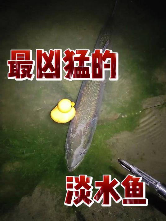 最凶猛的淡水鱼